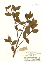 藏品(油茶木)的圖片